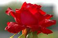 red rose